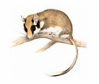 Lerot. Dessin de l'animal. Cliquer pour agrandir l'image.