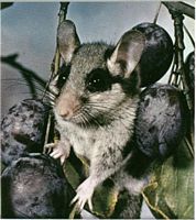 Lerot. Parmi les prunes. Cliquer pour agrandir l'image.