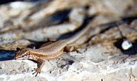 Lézard des murailles. Juvénile. Cliquer pour agrandir l'image.