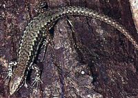 Lézard des murailles. Cliquer pour agrandir l'image.