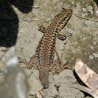 Lézard des murailles. Amputé, Chamalières. Cliquer pour agrandir l'image.