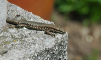 Lézard des murailles. Chamalières. Cliquer pour agrandir l'image.