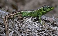 Lézard des souches. Mâle adulte. Cliquer pour agrandir l'image.
