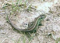 Lézard des souches. Lézard des souches mâle. Cliquer pour agrandir l'image.