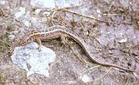 Lézard des souches. Lézard des souches femelle. Cliquer pour agrandir l'image.