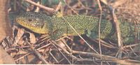 Lézard vert. Cliquer pour agrandir l'image.