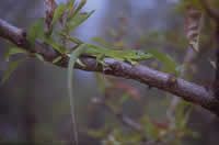Lézard vert. Cliquer pour agrandir l'image.