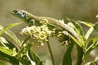 Lézard vert. Cliquer pour agrandir l'image.