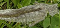 Lézard vivipare. Mue. Cliquer pour agrandir l'image.