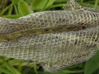 Lézard vivipare. Mue en gros plan. Cliquer pour agrandir l'image.