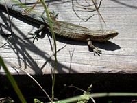 Lézard vivipare. Cliquer pour agrandir l'image.