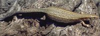 Lézard vivipare. Femelle gestante. Cliquer pour agrandir l'image.