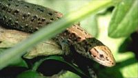 Lézard vivipare. Cliquer pour agrandir l'image.
