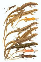 Lézard vivipare. Planche d'identification. Cliquer pour agrandir l'image.