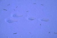 Lièvre brun. Traces dans la neige. Cliquer pour agrandir l'image.
