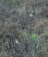 Linotte mélodieuse. Puy des Gouttes. Cliquer pour agrandir l'image.