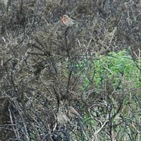 Linotte mélodieuse. Puy des Gouttes. Cliquer pour agrandir l'image.