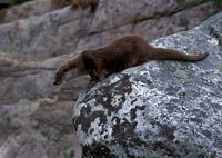 Loutre d'Europe. Cliquer pour agrandir l'image.