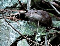 Loutre d'Europe. Cliquer pour agrandir l'image.