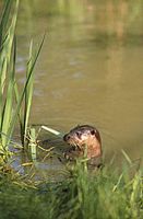 Loutre d'Europe. Cliquer pour agrandir l'image.