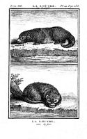 Loutre d'Europe. Dessin de Buffon. Cliquer pour agrandir l'image.