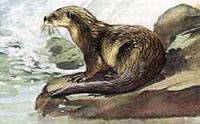 Loutre d'Europe. Aquarelle. Cliquer pour agrandir l'image.