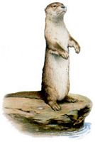 Loutre d'Europe. Cliquer pour agrandir l'image.