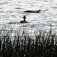 Rencontre d'une loutre et d'un grèbe huppé