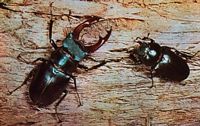 Lucane cerf-volant. Couple. Cliquer pour agrandir l'image.