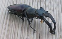 Lucane cerf-volant. Mâle. Cliquer pour agrandir l'image.