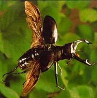 Lucane cerf-volant. Mâle. Cliquer pour agrandir l'image.