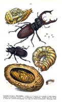 Lucanidés. Planche d'identification reitter 068. Cliquer pour agrandir l'image.