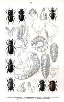 Lucanidés. Planche d'identification reitter 069. Cliquer pour agrandir l'image.