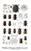Lucanidés. Planche d'identification reitter 070. Cliquer pour agrandir l'image.
