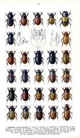 Lucanidés. Planche d'identification reitter 071. Cliquer pour agrandir l'image.