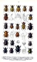 Lucanidés. Planche d'identification reitter 072. Cliquer pour agrandir l'image.