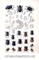 Lucanidés. Planche d'identification reitter 073. Cliquer pour agrandir l'image.