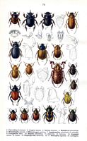 Lucanidés. Planche d'identification reitter 074. Cliquer pour agrandir l'image.