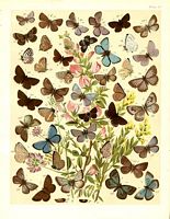 Lycenidés. Aquarelle. Cliquer pour agrandir l'image.