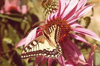 Machaon. Machaon photographié en août dans les Monts du Livradois à 600 m d'altitude. Cliquer pour agrandir l'image.