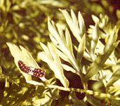 Machaon. Larve. Cliquer pour agrandir l'image.
