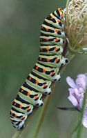Machaon. Larve en gros plan. Cliquer pour agrandir l'image.