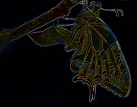 Machaon. En négatif. Cliquer pour agrandir l'image.