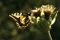 Machaon. Butinant. Cliquer pour agrandir l'image.
