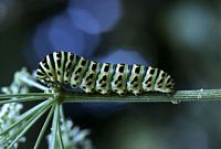 Machaon. Chenille. Cliquer pour agrandir l'image.