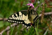 Machaon. Cliquer pour agrandir l'image.