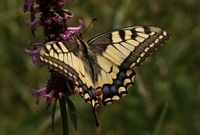 Machaon. Cliquer pour agrandir l'image.