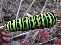 Machaon. Chenille. Cliquer pour agrandir l'image.