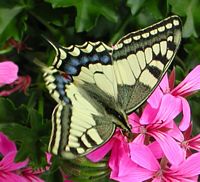 Machaon. Cliquer pour agrandir l'image.