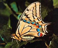 Machaon. Cliquer pour agrandir l'image.